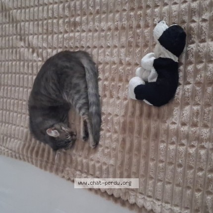 Photo 1/1 nounouche Chat perdu à Danjoutin