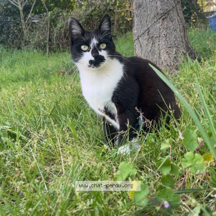 Photo 1/1 Chat retrouvé Perdu à Orleans
