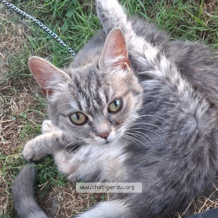 Photo de chat perdu à Danjoutin