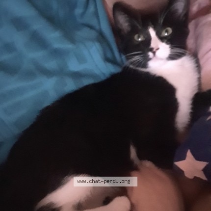 Photo de chat perdu à La Grande Motte