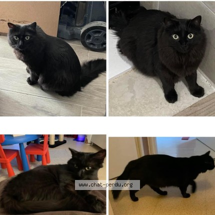Photo 1/1 rubis Chat perdu à Beaurepaire