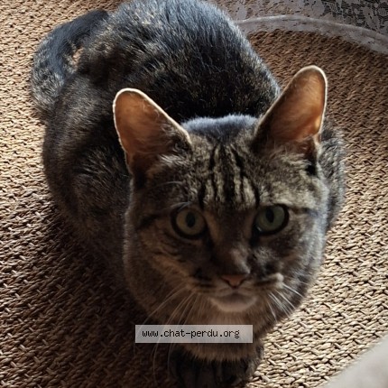 Photo de chat perdu à Eaubonne