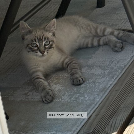 Photo de chat perdu à Jougne