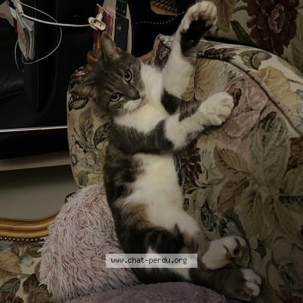 Photo 1/1 Pompon Chat perdu à Chalette Sur Loing