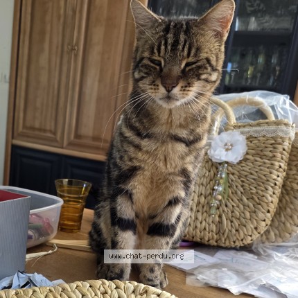 Photo de chat perdu à Eu