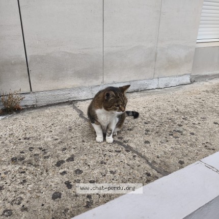 Photo 2/3 Chat trouvé Trouvé à Juvisy Sur Orge