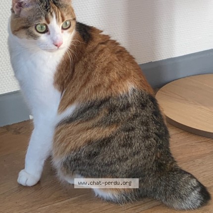 Photo 1/1 Chat retrouvé Perdu à Merigny