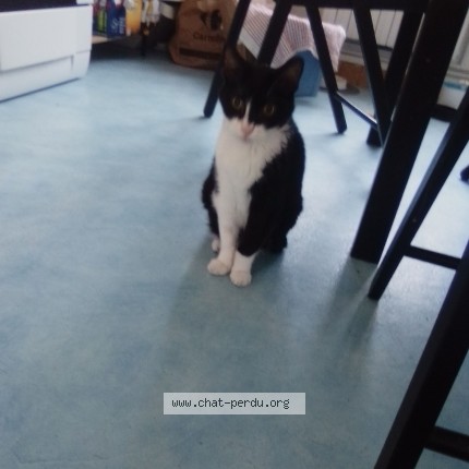 Photo de chat perdu à La Seyne Sur Mer