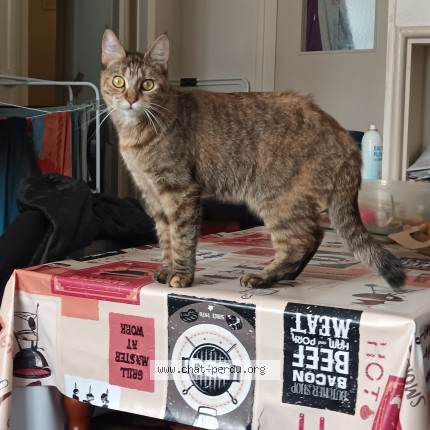 Photo de chat perdu à Orleans