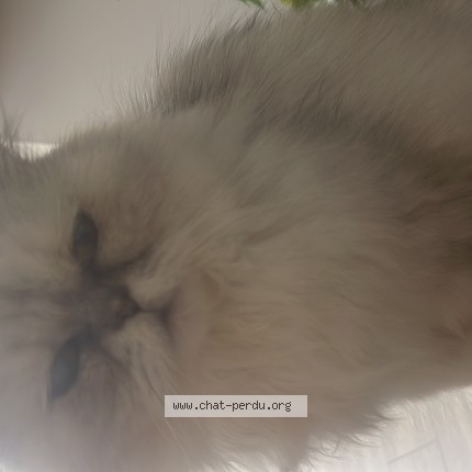 Photo de chat perdu à Modane