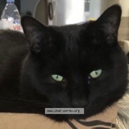 Photo de chat perdu à Denain