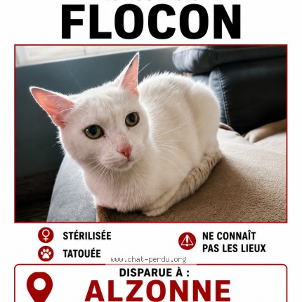 Photo 1/1 flocon Chat perdu à Alzonne
