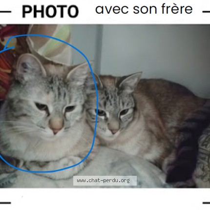 Photo 2/2 Utah Chat perdu à Vendargues