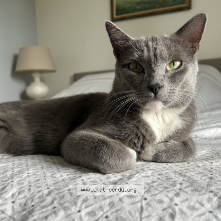 Photo de chat perdu à Chatou