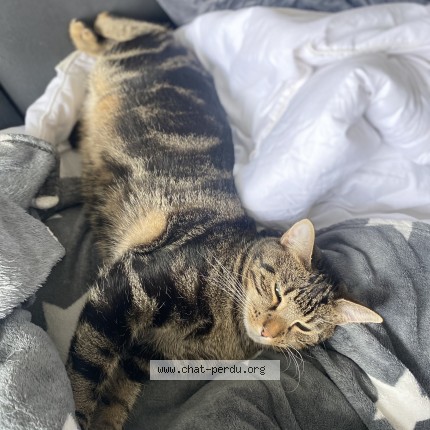 Photo de chat perdu à Atton