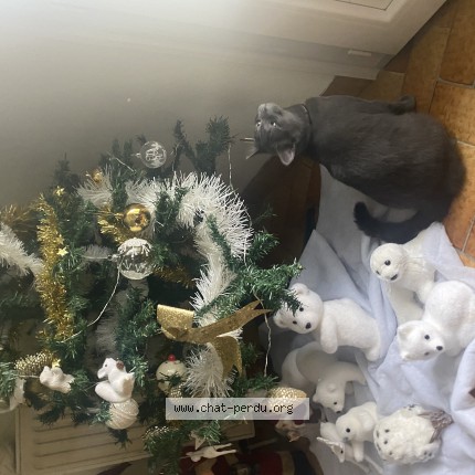 Photo de chat perdu à Chatellerault