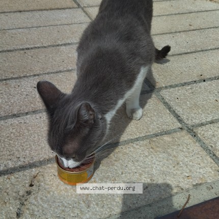 Photo 1/1 Chat trouvé Trouvé à Chalon Sur Saone