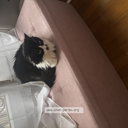 Photo 1/1 Luna Chat perdu à Paris