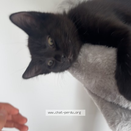 Photo 1/1 sun Chat perdu à Champigny Sur Marne