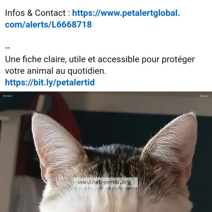 Photo 2/2 Zebulon Chat perdu à Sainte Luce Sur Loire
