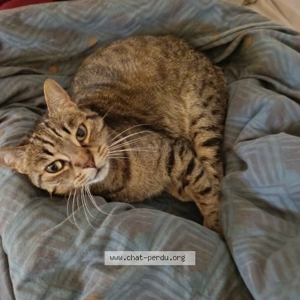 Photo de chat perdu à Brest