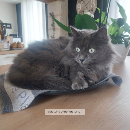 Photo de chat perdu à Chabournay
