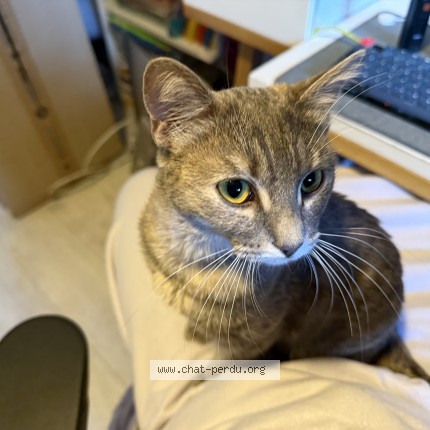 Photo de chat perdu à La Varenne