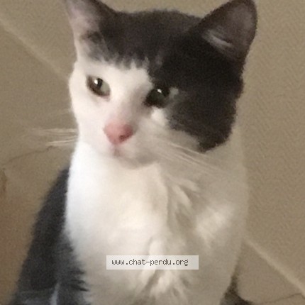 Photo de chat perdu à Fontenay Sous Bois