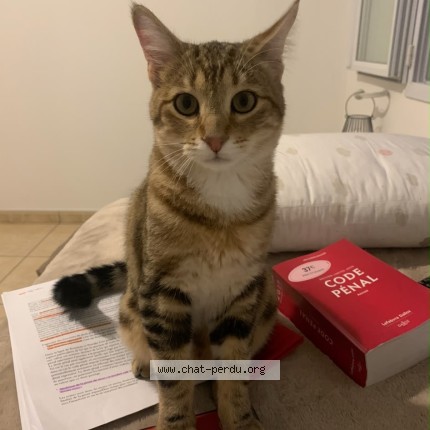 Photo de chat perdu à Beziers
