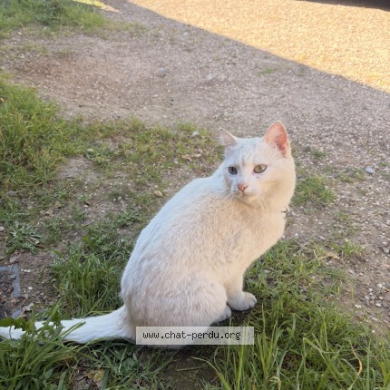 Photo de chat perdu à Lyon