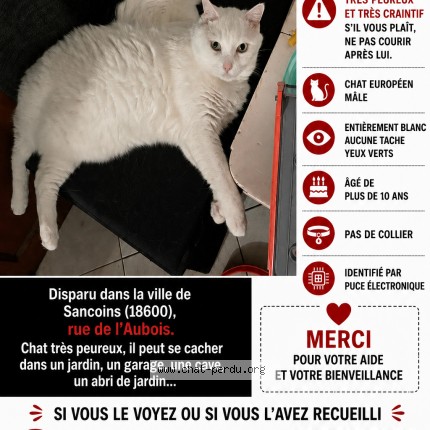 Photo de chat perdu à Sancoins