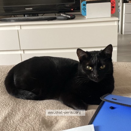 Photo de chat perdu à Grabels