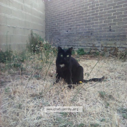 Photo 1/1 Zénith Chat perdu à Limoges