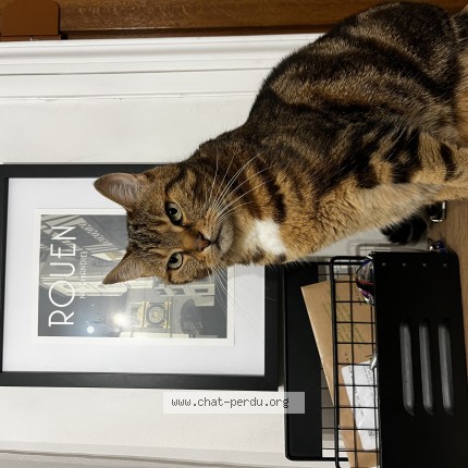 Photo de chat perdu à Sotteville Les Rouen