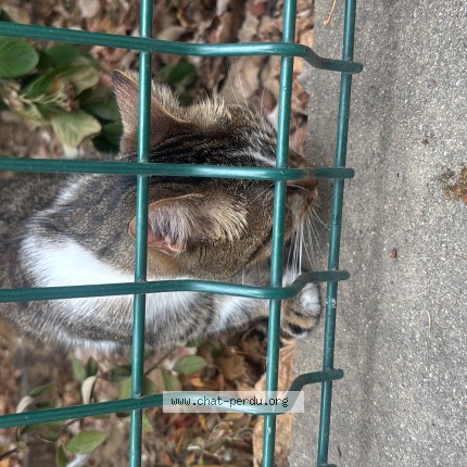 Photo 1/1 Chat trouvé Trouvé à Paris