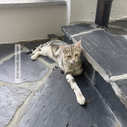 Photo 2/2 Chat trouvé Trouvé à Mulhouse