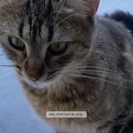Photo 2/3 Chatouni Chat perdu à Tremblay En France