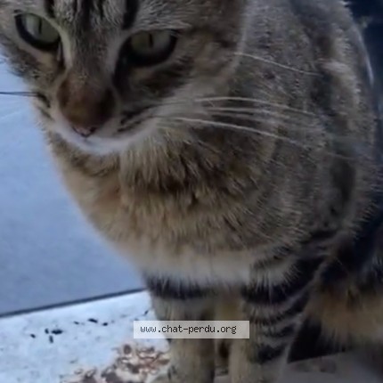 Photo 3/3 Chatouni Chat perdu à Tremblay En France