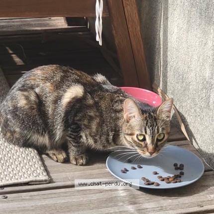 Photo 1/3 Chat trouvé Trouvé à Montpellier