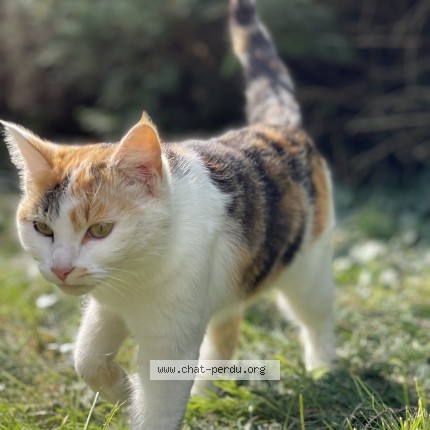Photo de chat perdu à Flers