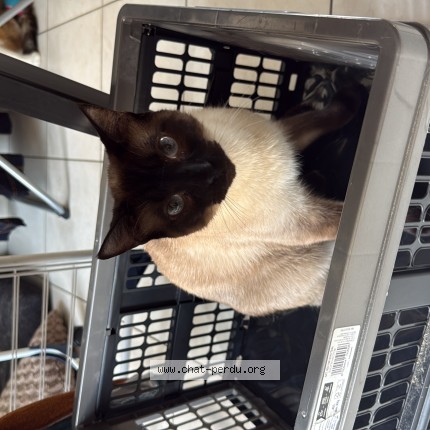Photo de chat perdu à Aubigny Les Clouzeaux