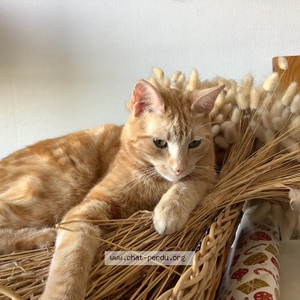 Photo de chat perdu à Le Bernard