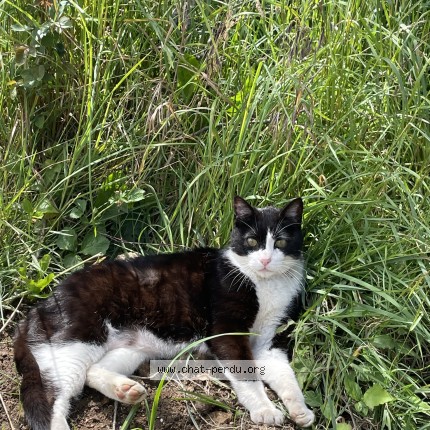 Photo de chat perdu à Le Housseau Bretignolles