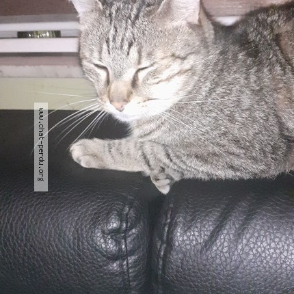 Photo 1/1 kokie Chat perdu à Charleroi
