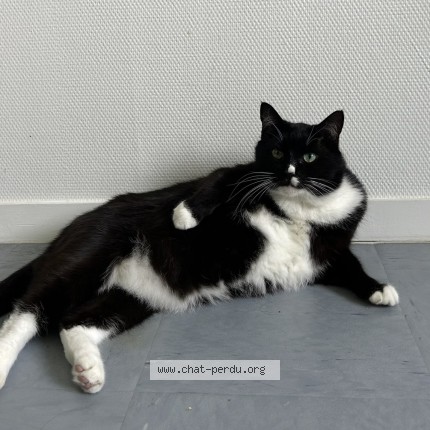 Photo 1/1 chanse Chat perdu à Reze