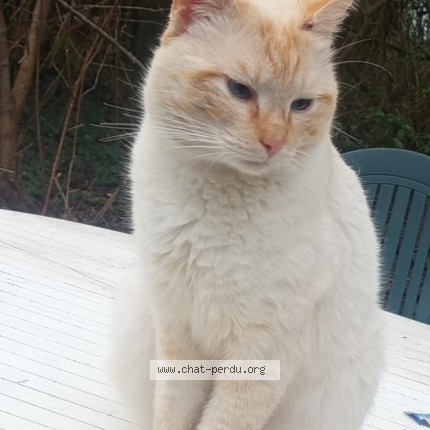 Photo 1/1 floky Chat perdu à Soulvache