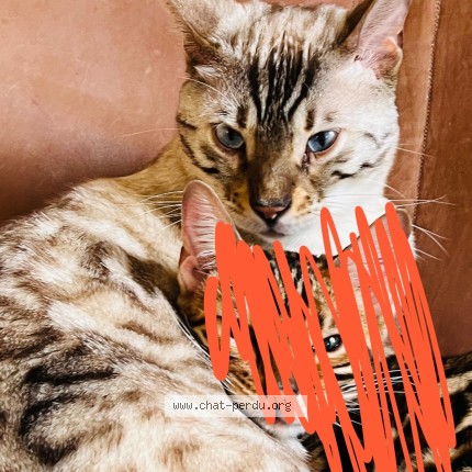 Photo de chat perdu à Gerardmer