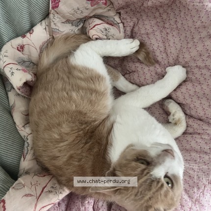Photo de chat perdu à Evreux