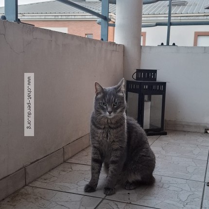Photo de chat perdu à Sainte Genevieve Des Bois