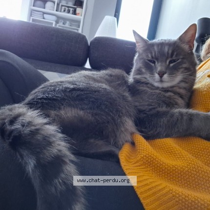 Photo 2/4 Chat retrouvé Perdu à Sainte Genevieve Des Bois